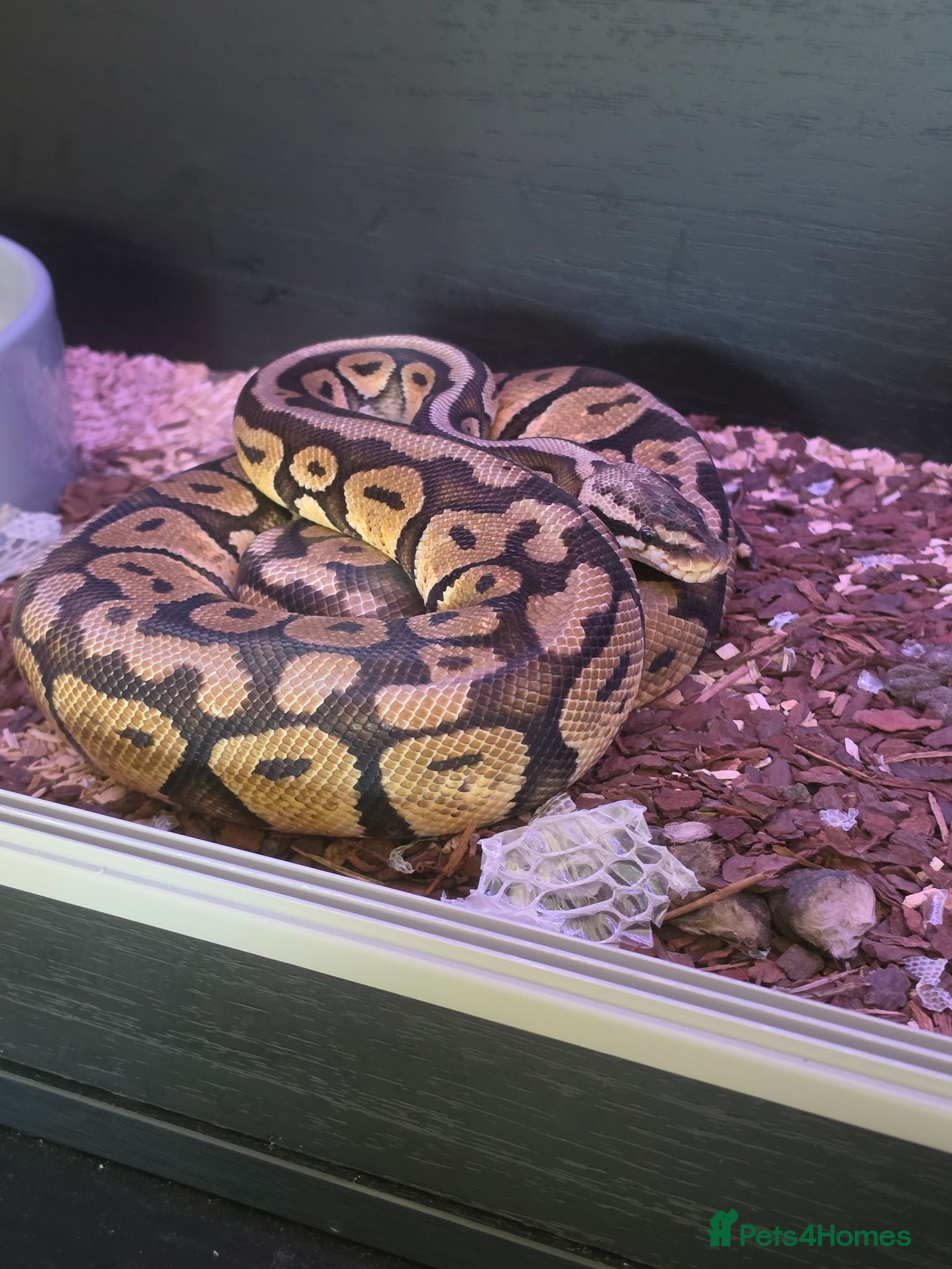 Python Snake reptiles Firefly female royal python  - Advert 1