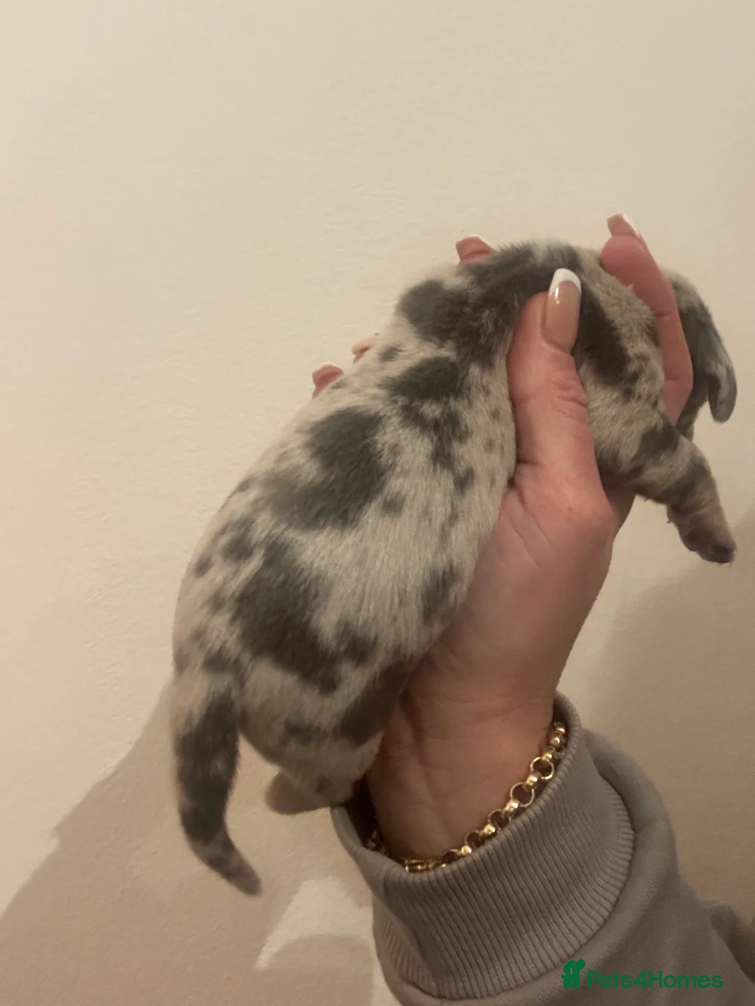 Dachshund dogs for sale: Miniature dashaund - Advert 21