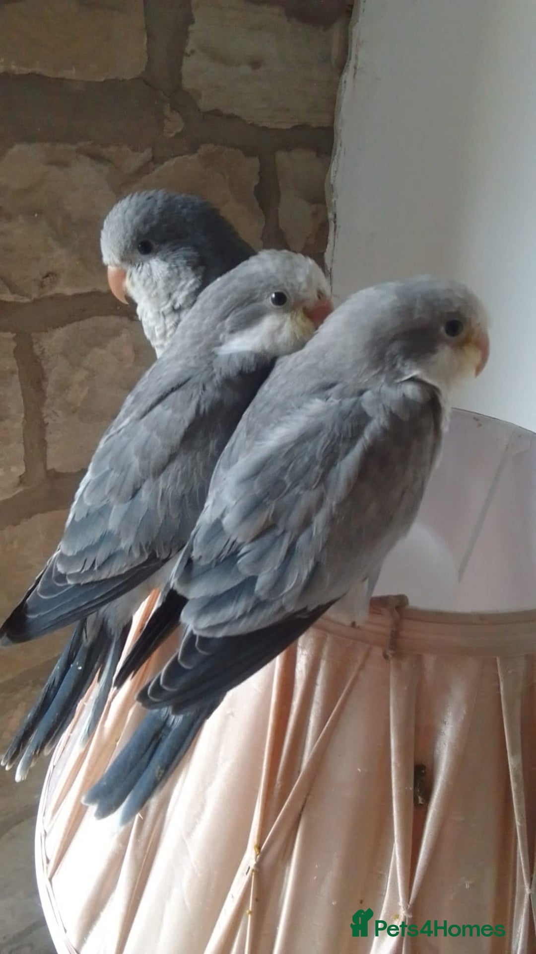 Parakeets birds for sale: Hand reared tamed white and cobalt Quaker parrots  - Image 3