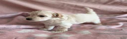 Maltipoo dogs for sale: Exquisite F1 Maltipoo Puppies in Chislehurst - Advert 13