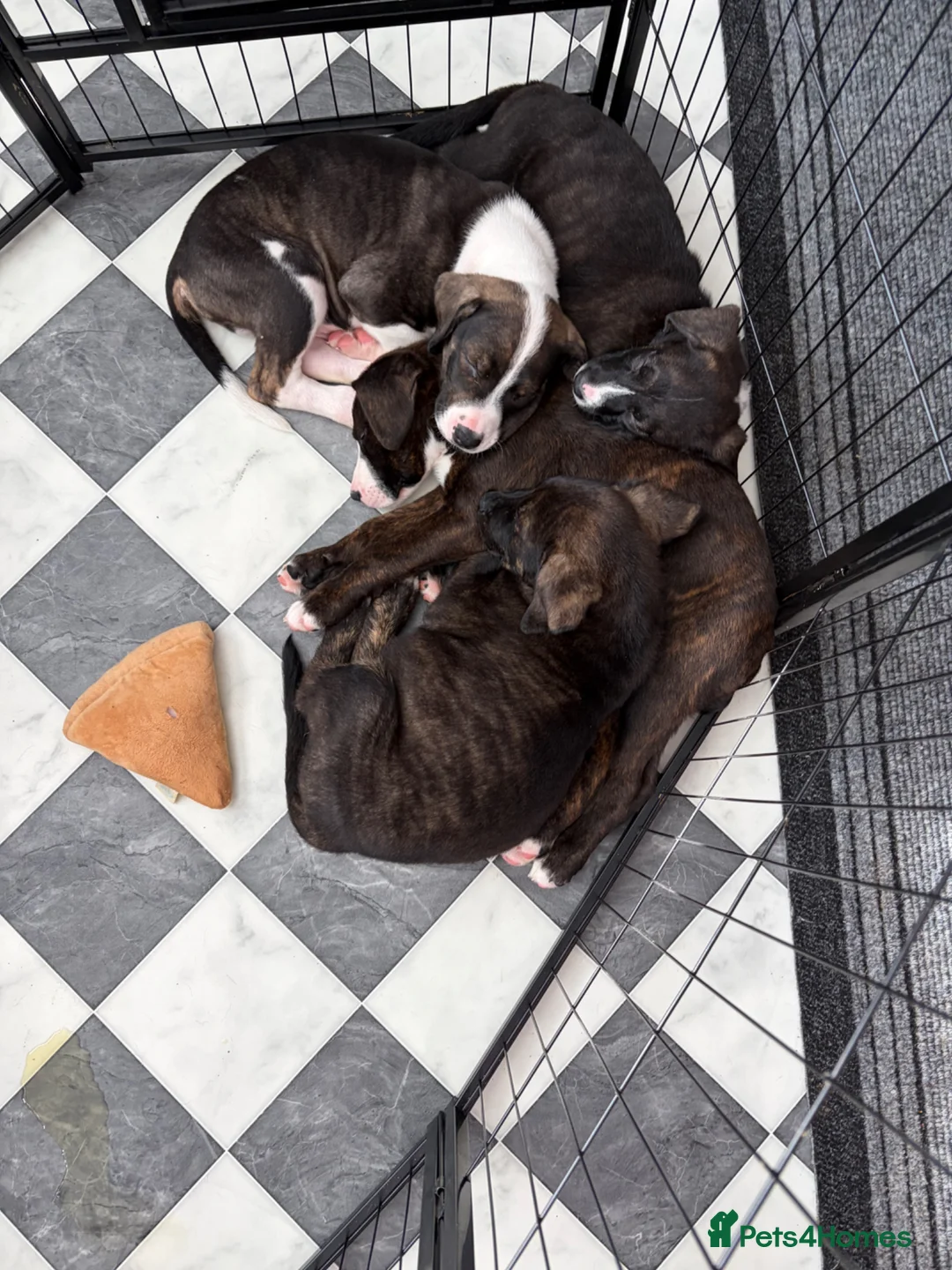 Mixed Breed dogs for sale: Male staffy cross  - Advert 5