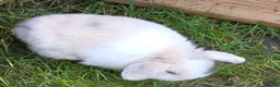 Mini Lop rabbits for sale: 3 stunning mini lops - Advert 3