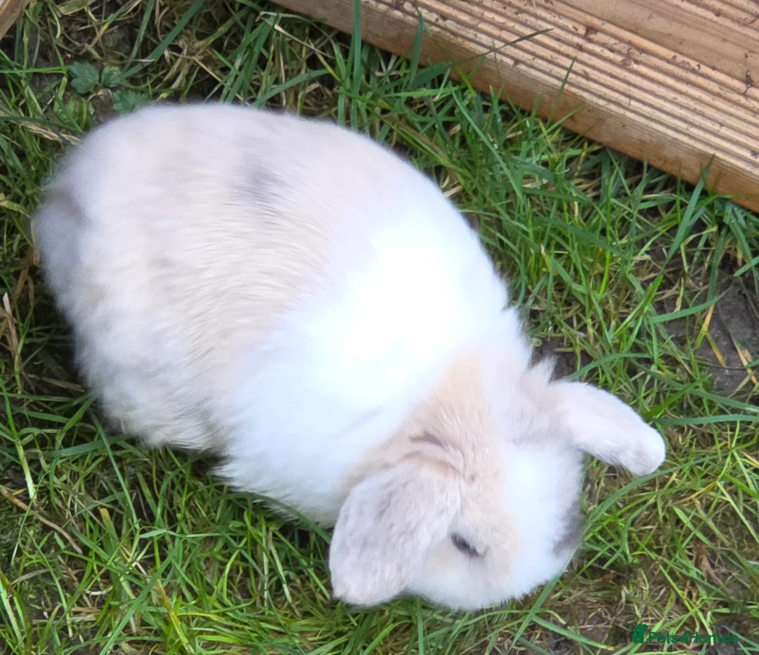 Mini Lop rabbits for sale: 3 stunning mini lops - Advert 3