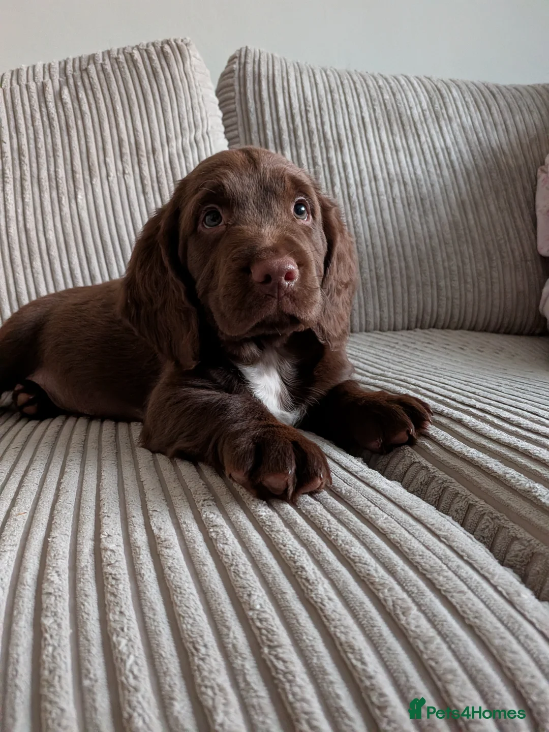 Sprocker dogs for sale: boy Sprocker puppy  in Gosport - Advert 6