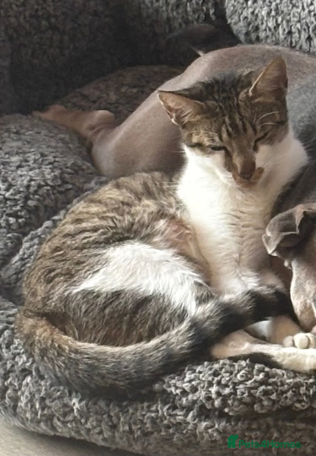 Mixed Breed cats for sale: 7 x Gorgeous kittens  - Advert 9