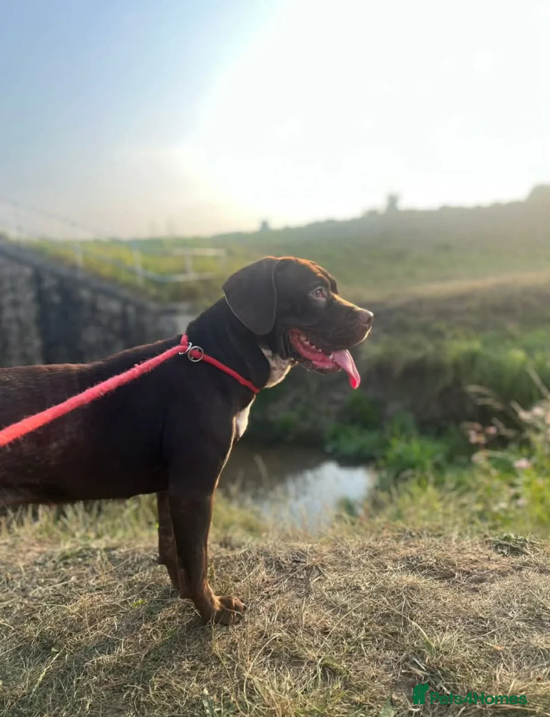Mixed Breed dogs for sale: Beautiful 10month old girl  - Advert 2