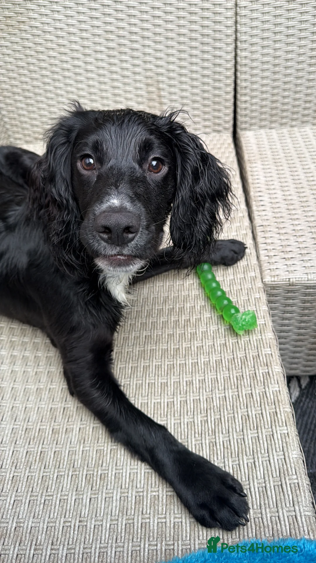 Cocker Spaniel dogs for sale: Cocker spaniel puppy - Advert 3