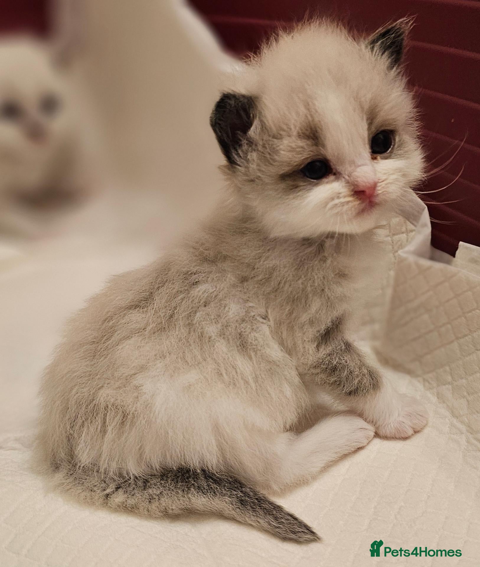 Ragdoll cats for sale:  GCCF Pedegree Ragdolls - Advert 1