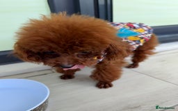 Poodle dogs for sale: Stunning Asian poodle for sale 🤩 - Image 8