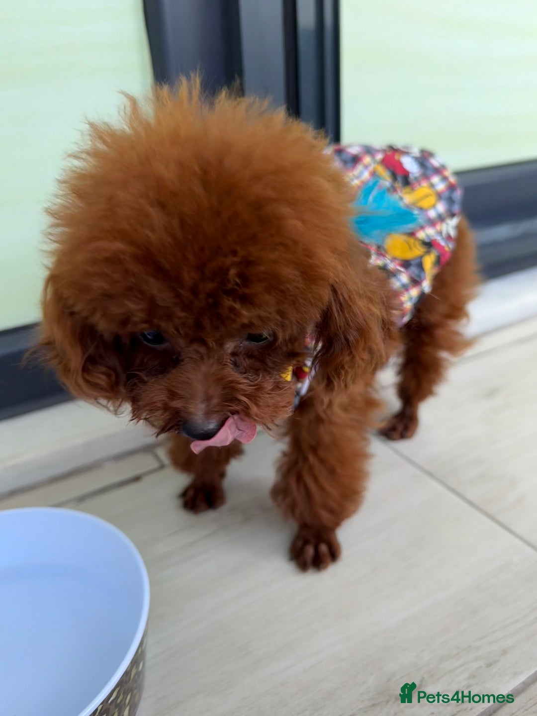 Poodle dogs for sale: Stunning Asian poodle for sale 🤩 - Image 8