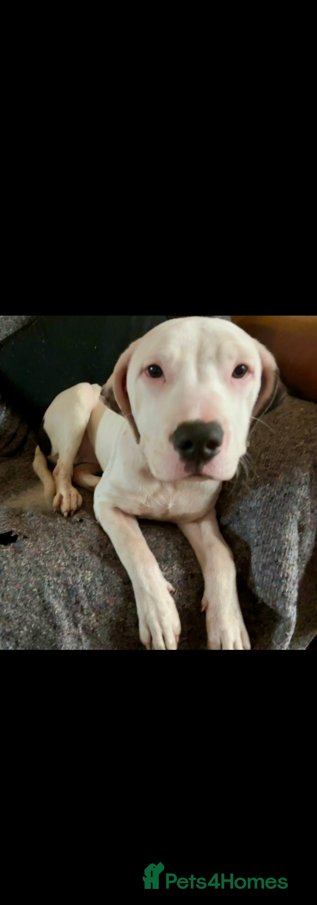 Mixed Breed dogs for sale: Female 6month old Puppy - Advert 1