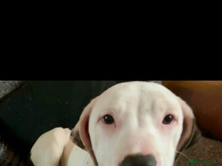 Mixed Breed dogs Female 6month old Puppy - Advert 5