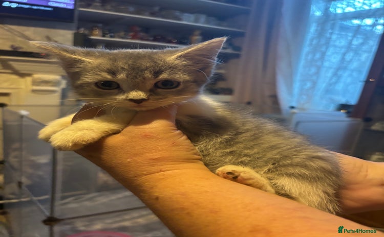 Mixed Breed cats - Advert 14