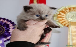 Ragdoll cats for sale: 💎 OUTSTANDING QUALITY MINK ragdoll kittens 💎 - Image 12