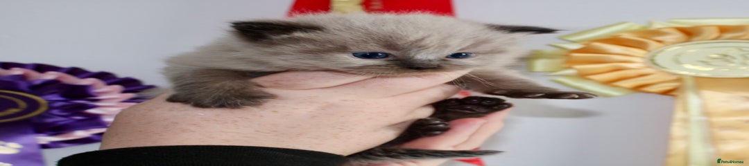 Pointed mink