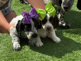 Cocker Spaniel dogs Cocker spaniel - Advert 1