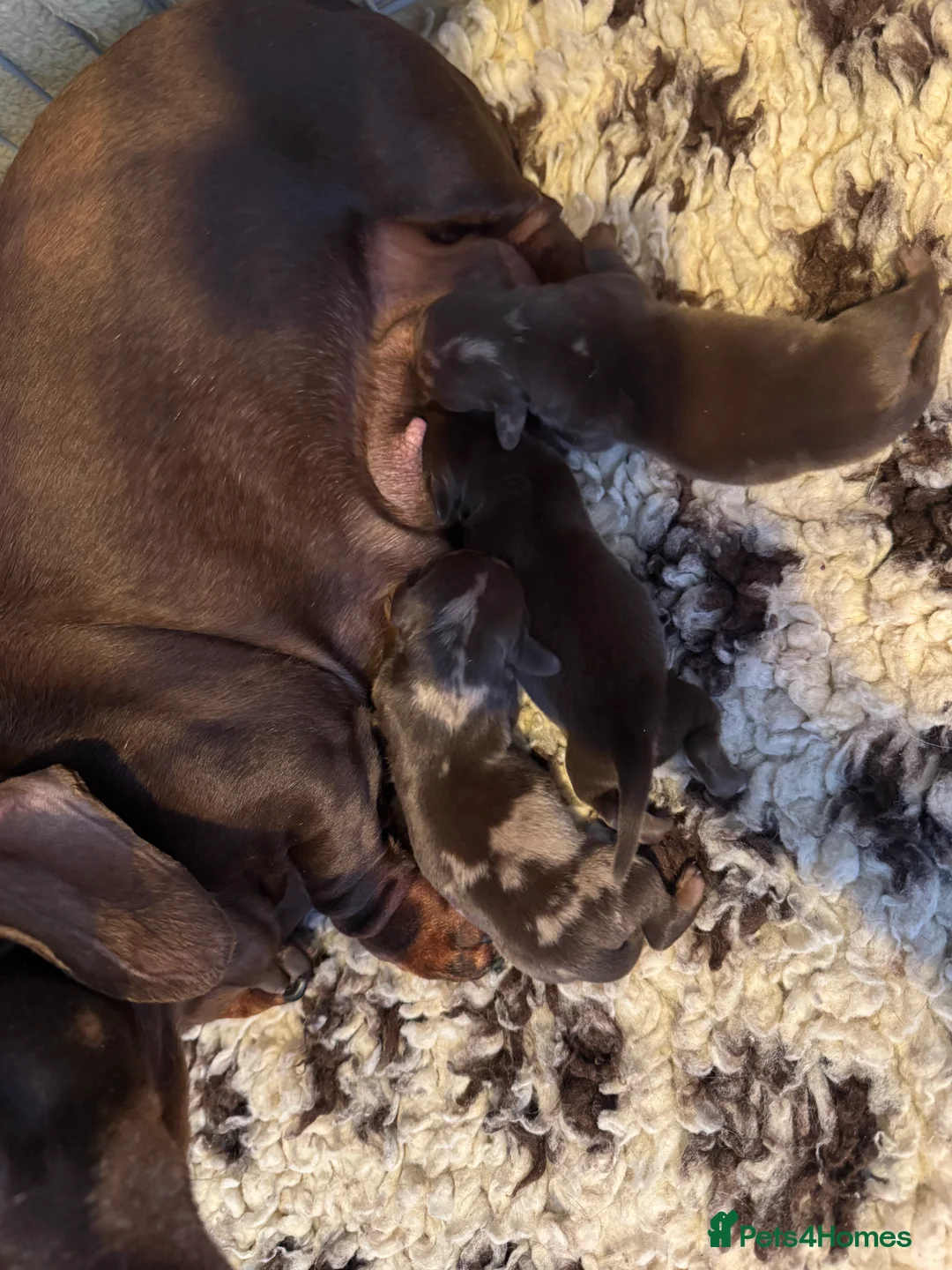 Miniature Dachshund dogs for sale: Stunning top quality short legged mini dachshunds - Advert 2