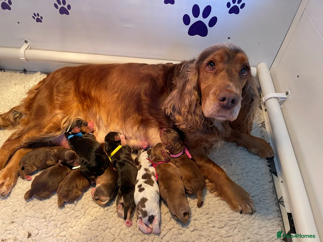 Cocker Spaniel dogs for stud: KC Reg SABLE HEALTH TESTED COCKER SPANIEL - STUD in Bishop's Stortford - Advert 12