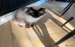 Ragdoll cats for sale: Ragdoll and Himalayan Persian for rehoming  - Image 3