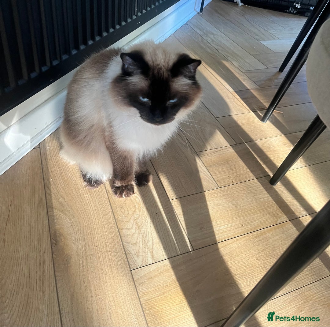 Ragdoll cats for sale: Ragdoll and Himalayan Persian for rehoming  - Image 3