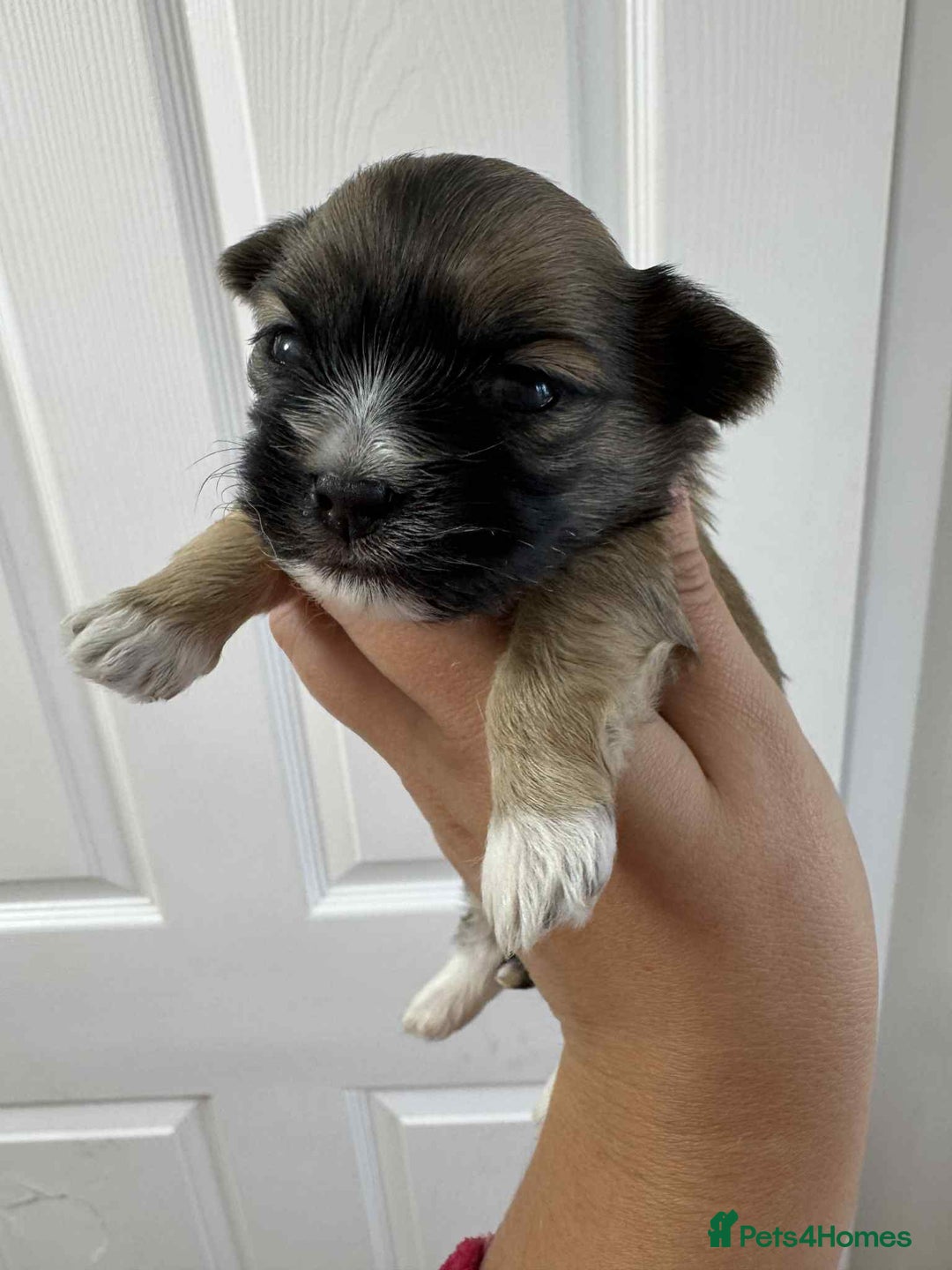Maltipoo dogs for sale: Xs Korean maltipoo - Image 5