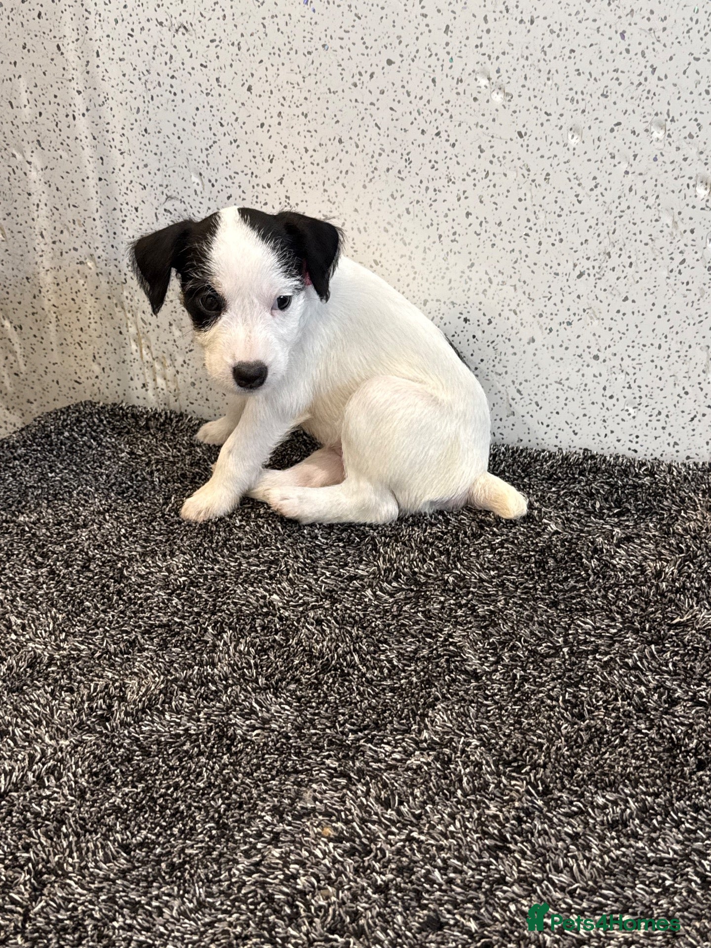 Jack Russell dogs Working type jack Russell pups  - Advert 2