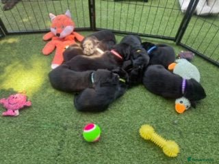 Labrador Retriever dogs 🖤 KC REGISTERED BLACK LABRADOR PUPPIES 🖤 - Advert 18