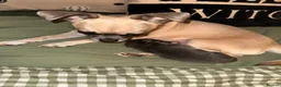 Chihuahua dogs for sale: 6 chihuahua puppies available 5th November - Advert 3