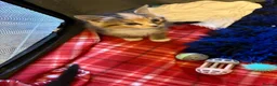 Mixed Breed cats for sale: Beautiful kittens  - Advert 4