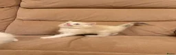 Ragdoll cats for sale: Adorable Blue-Eyed Ragdoll Kittens - Advert 7