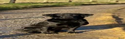 Labrador Retriever dogs for sale: Ready Now - KC Chunky Vet Checked Lab Puppies - Advert 7