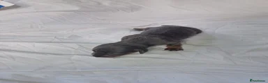 Miniature Dachshund 2