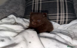 Pomeranian dogs for sale: 🧸⭐️. EXTRA SPECIAL POMERANIAN BEARS ⭐️🧸 - Advert 5