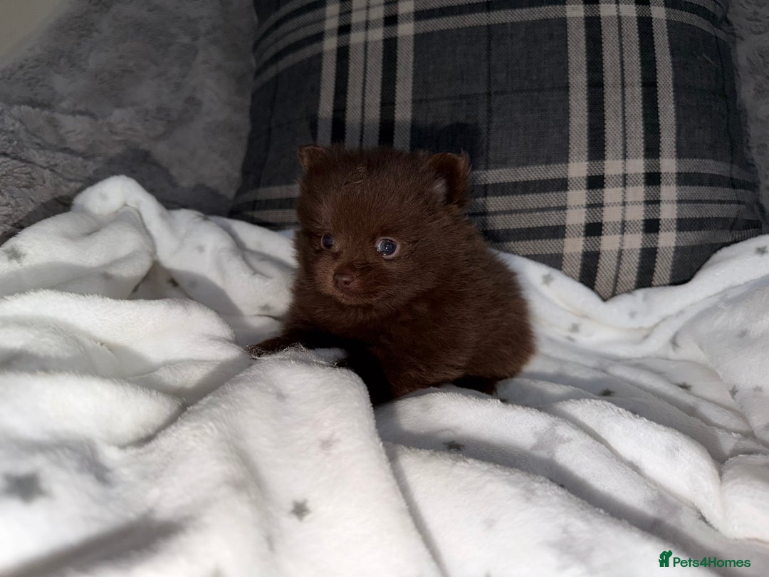 Pomeranian dogs for sale: 🧸⭐️. EXTRA SPECIAL POMERANIAN BEARS ⭐️🧸 - Advert 5