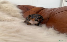 Miniature Dachshund dogs for sale: Stunning Silver & Chocolate Dapple Miniatures - Image 24