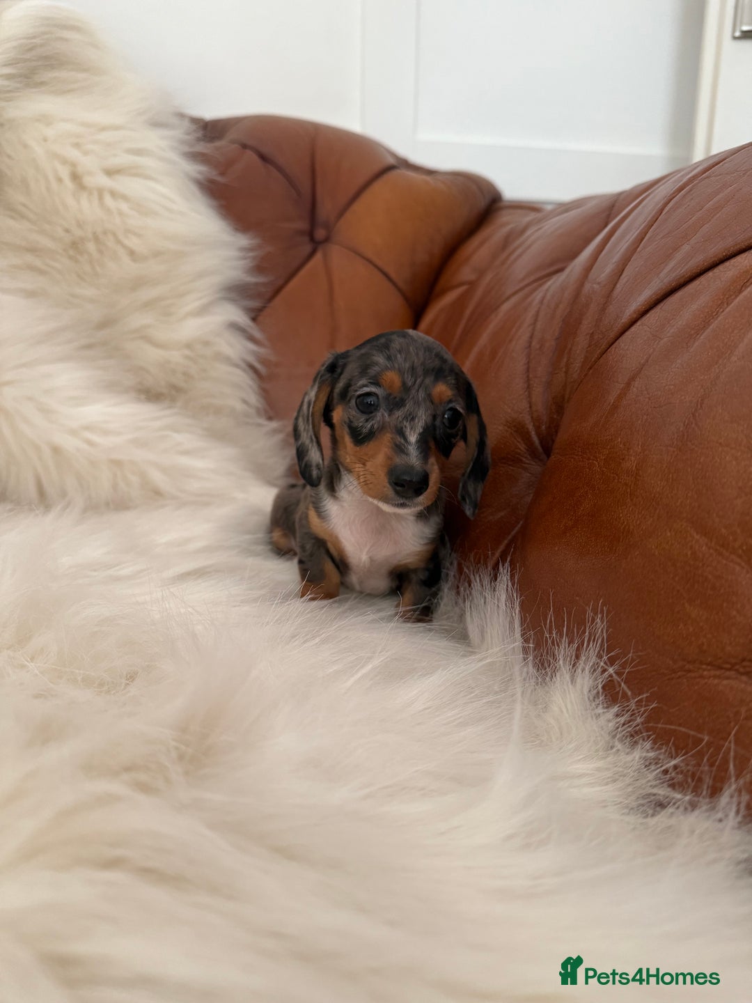 Miniature Dachshund dogs for sale: Stunning Silver & Chocolate Dapple Miniatures - Image 24