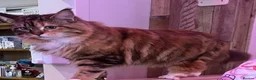 Maine Coon cats for sale: Gccf male Maine coon kitten  - Advert 1