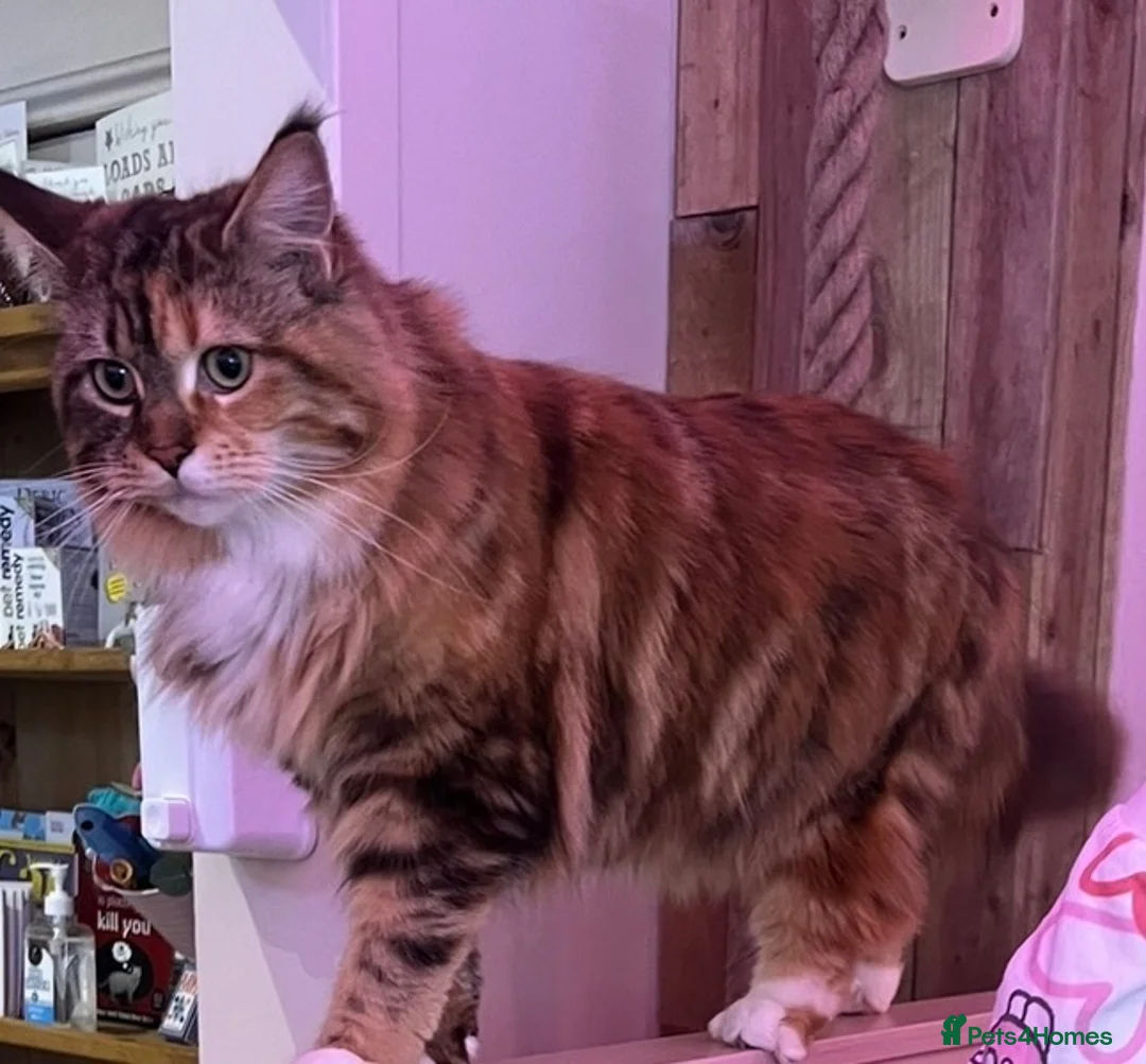 Maine Coon cats for sale: Gccf male Maine coon kitten  - Advert 1
