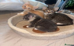British Shorthair cats for sale: Kittens For Sale - Image 2