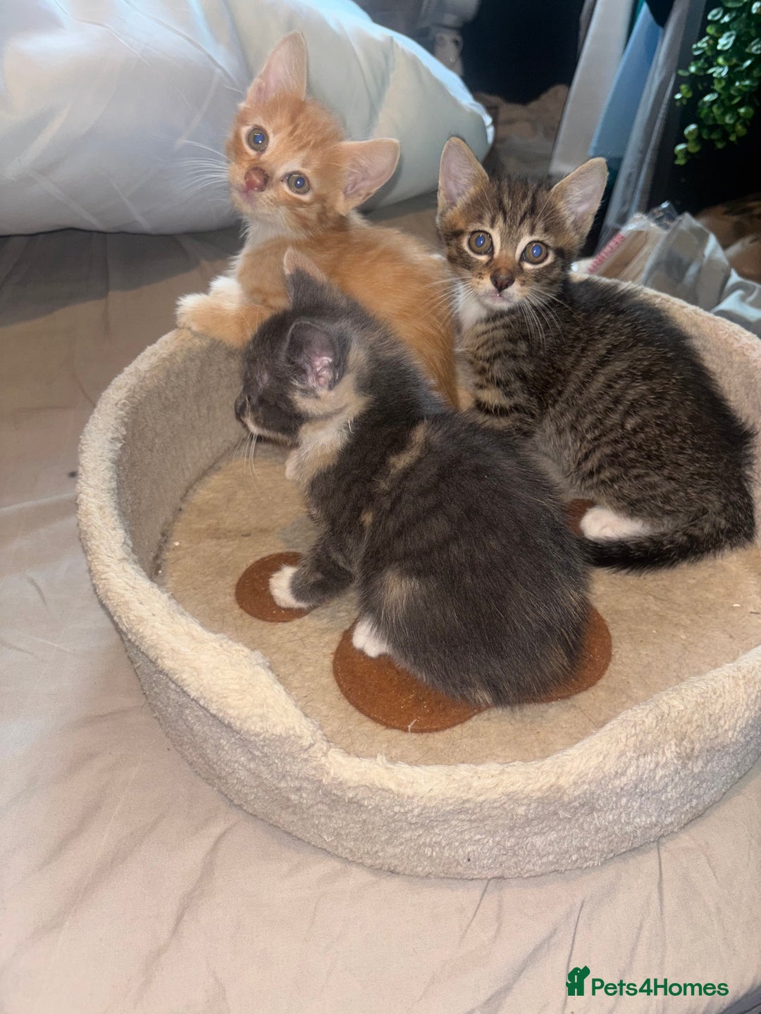 British Shorthair cats for sale: Kittens For Sale - Image 2