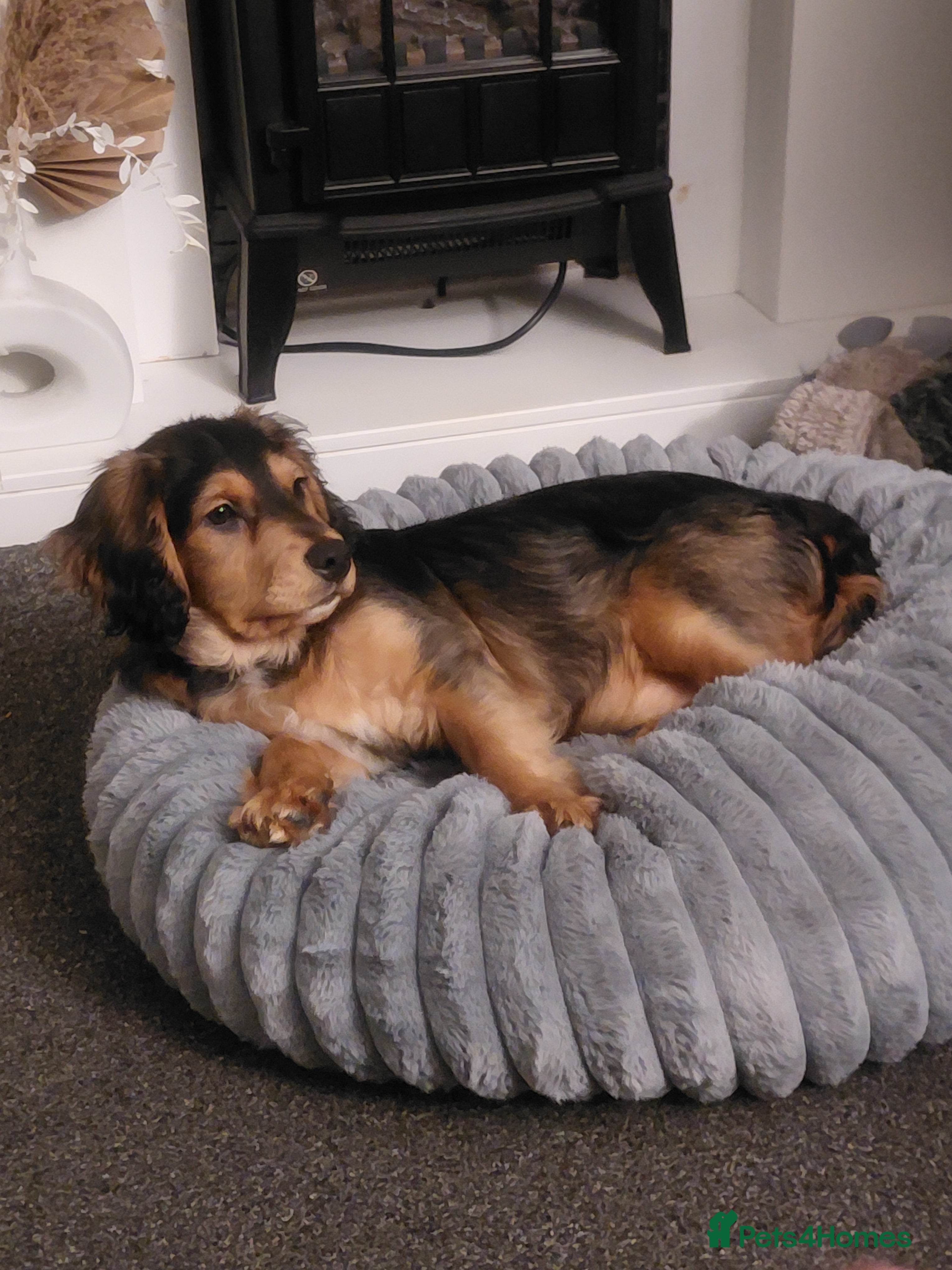 Mixed Breed dogs 16 week old Cocker Spaniel Mix Puppy 🐾 - Advert 1