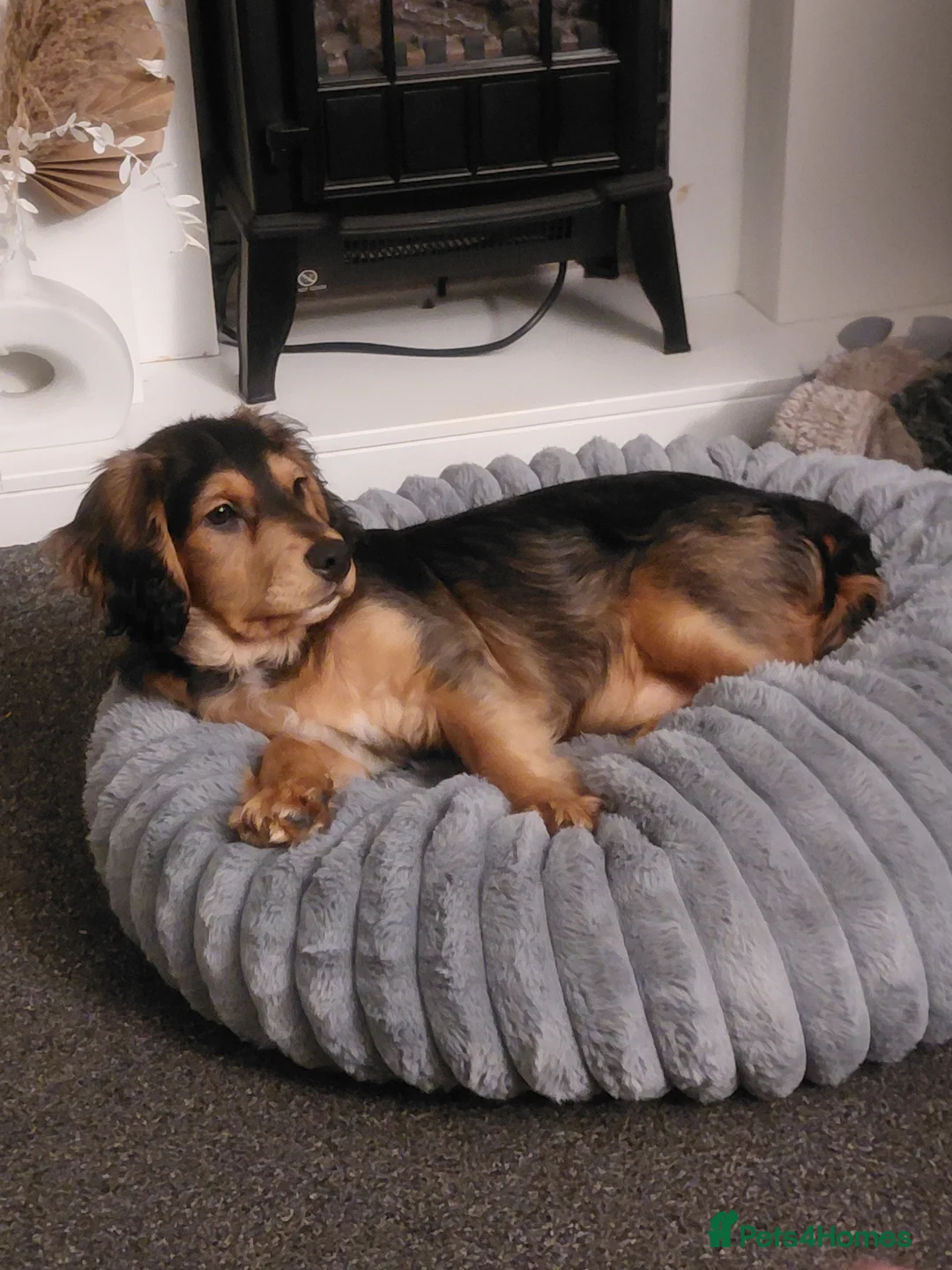 Mixed Breed dogs for sale: 16 week old Cocker Spaniel Mix Puppy 🐾 - Advert 1