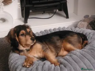 Mixed Breed dogs 16 week old Cocker Spaniel Mix Puppy 🐾 - Advert 6