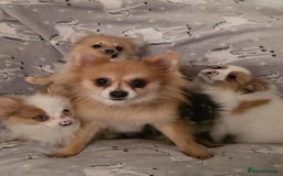 Pomchi dogs for sale: POMCHI PUPS - Image 10