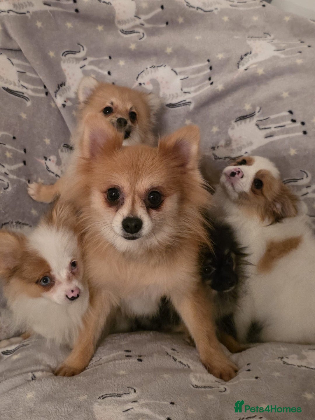 Pomchi dogs for sale: POMCHI PUPS - Image 10