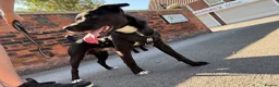 Patterdale Terrier dogs for sale: PATTERDALE TERRIER  - Advert 2
