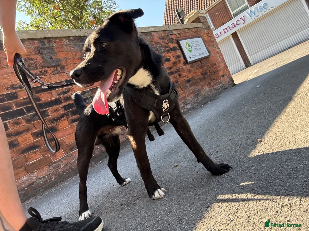 Patterdale Terrier dogs for sale: PATTERDALE TERRIER  - Advert 2