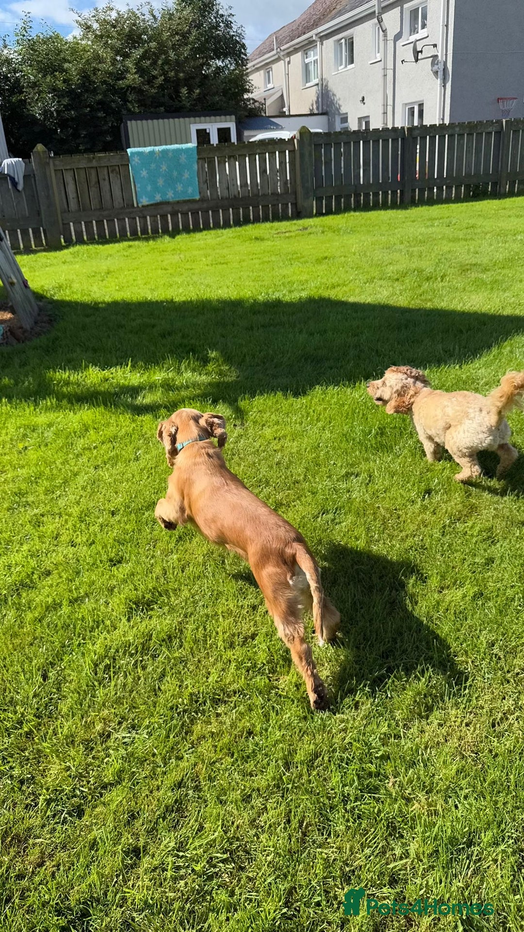 Cocker Spaniel dogs for stud: Honey - Advert 14