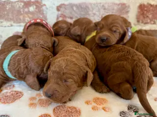 Cockapoo dogs F1b solid red cockapoos 🐾 - Advert 17