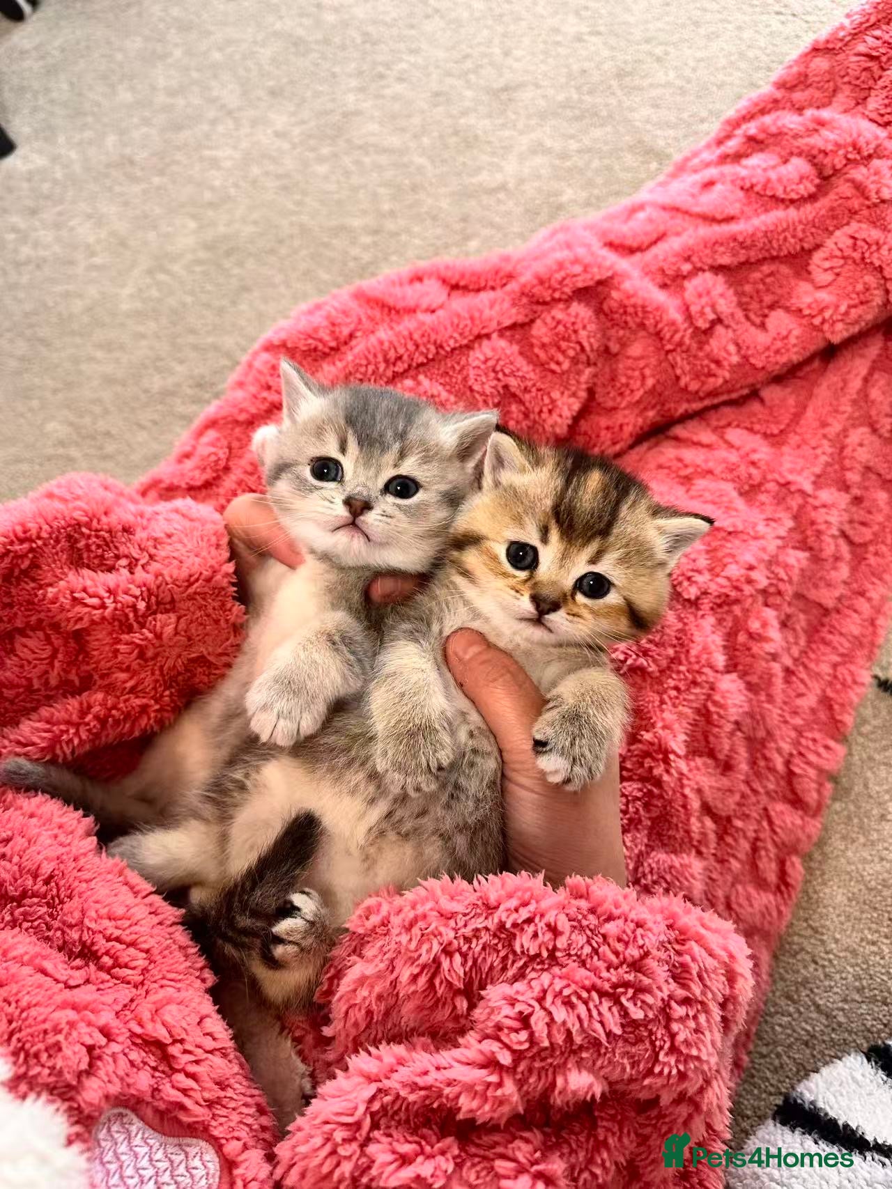 British Shorthair cats Adorable golden kittens - Advert 3